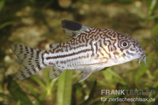 Juli Panzerwels/ Corydoras julii